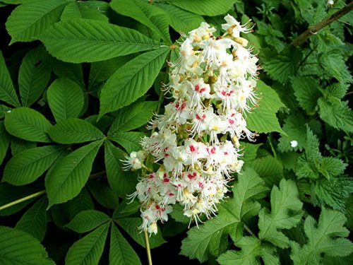 aesculus