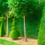 arbuste jardin