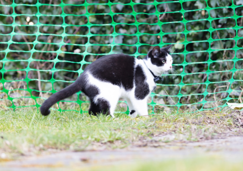 avantages collier gps chat sans abonnement