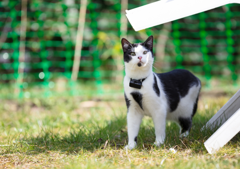 caractéristiques collier gps chat sans abonnement