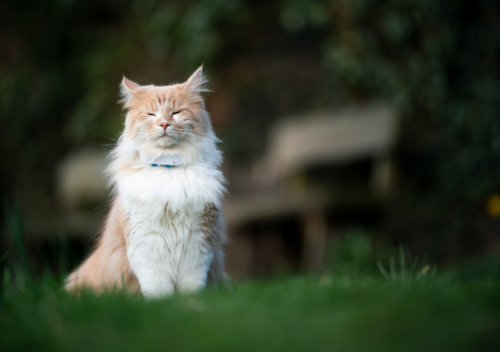 collier gps chat sans abonnement